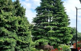 Tommy Vitello camere